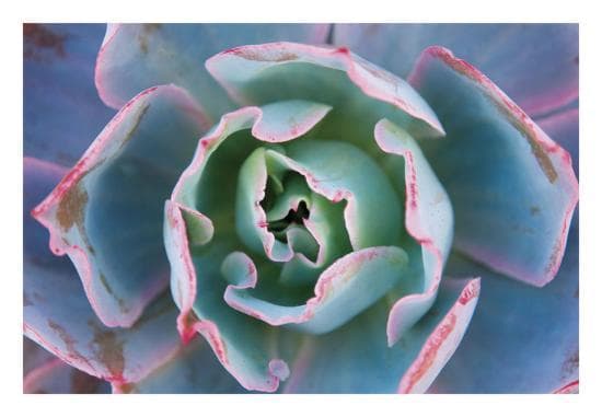 Afterglow Echeveria